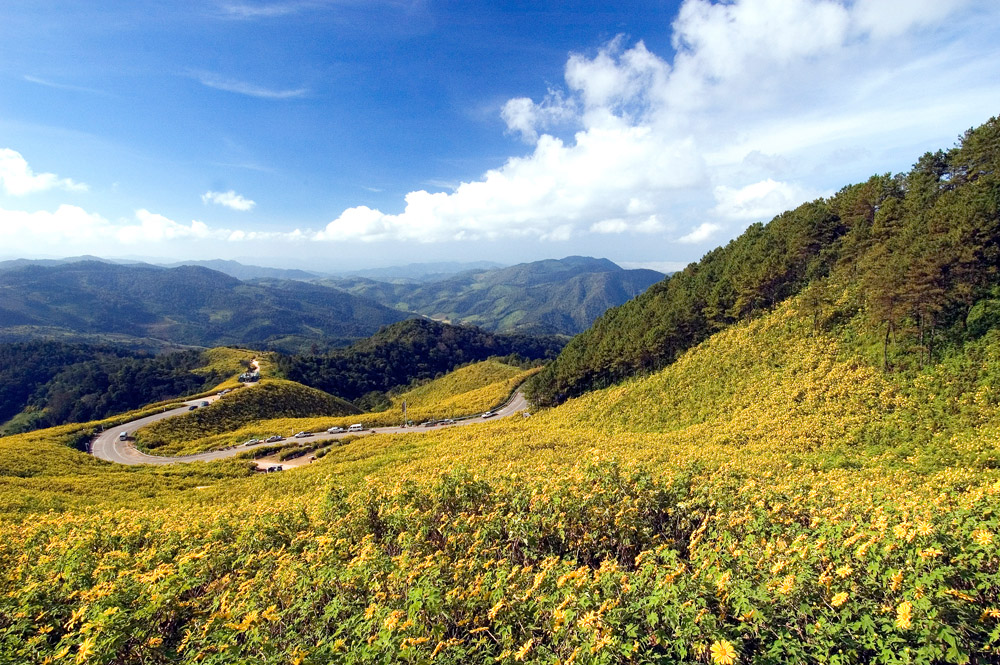 เทศกาลดอกบัวตองบานบนดอยแม่อูคอประจำปี 2554